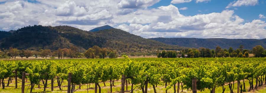 From Sydney: Luxury Hunter Valley Private Tour - Lunch at 4 Pines at The Farm: A real break, not a quick bite