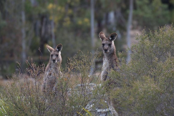 Inside the Greater Blue Mountains World Heritage - A Private Wildlife Safari Overnight - Pulpit Rock: a crowd-resistant viewpoint with a wow factor