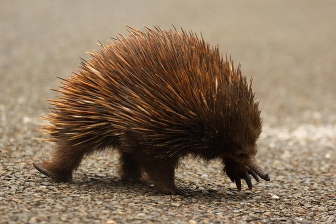 Inside the Greater Blue Mountains World Heritage - A Private Wildlife Safari Overnight - Kanangra-Boyd National Park: the day that feels more like wilderness