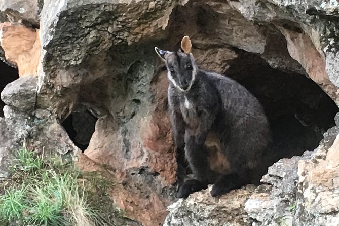 Inside the Greater Blue Mountains World Heritage - A Private Wildlife Safari Overnight - Starting early with Glenbrook National Park and wildlife on home turf